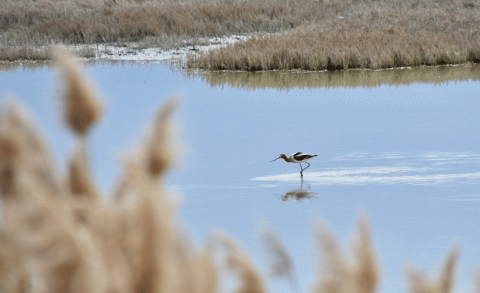 AmericanAvocet