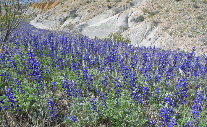 Big Bend National Park: Part 2