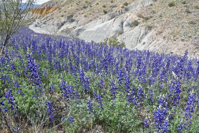 Bluebonnets