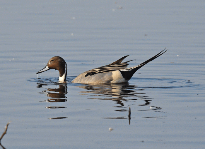 NOPintail