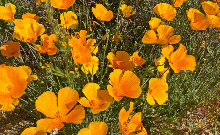 Mesa, Arizona: Part&nbsp;One