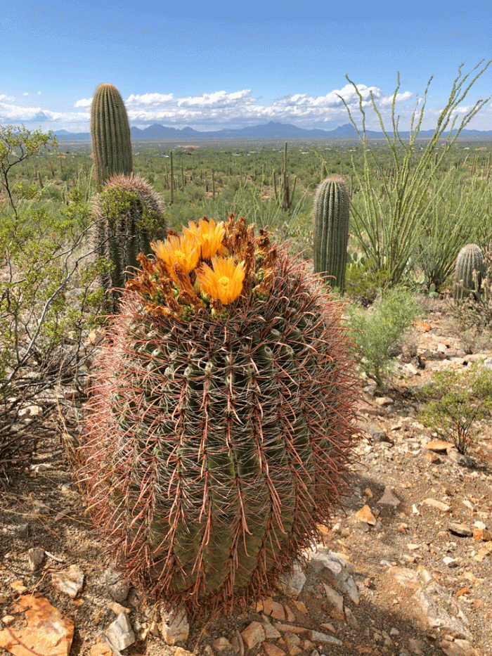 Barrel-Cactus-Yellow