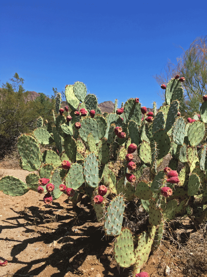Cactus_prickly_pear