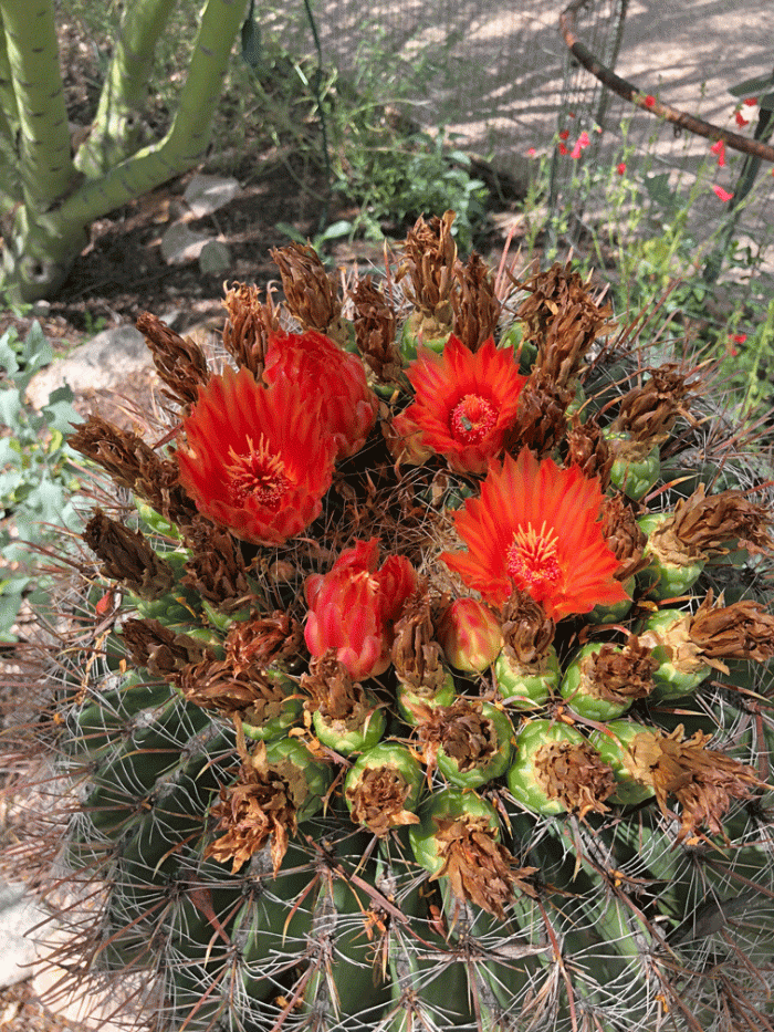 Cactus_red-flowers