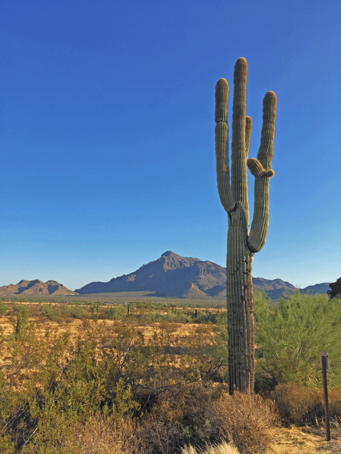 Picacho_Saguaro