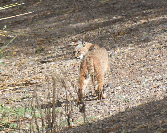 Bobcat