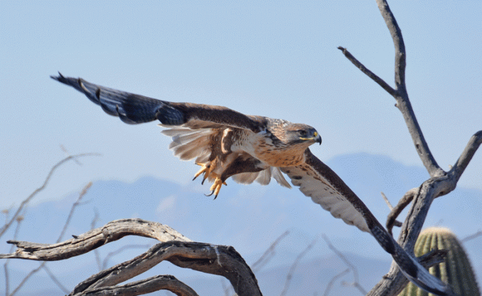 Birds at the Desert&nbsp;Museum