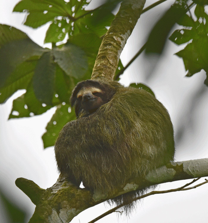 3-toed-Sloth2