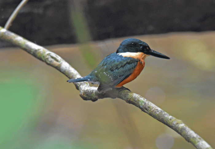 American-Pygmy-Kingfisher