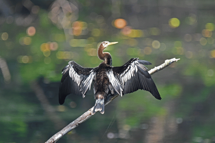 Anhinga