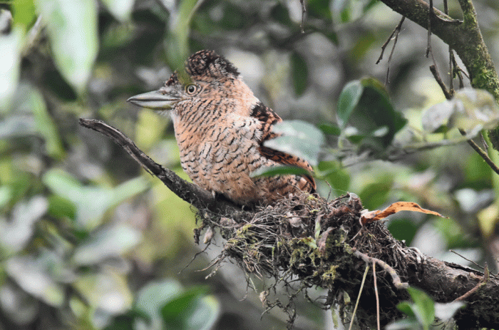 Barred-Puffbird