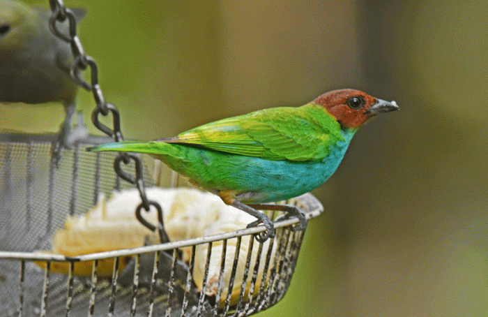 Bay-headed-Tanager