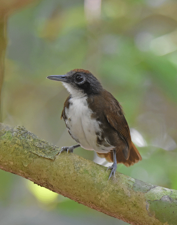 Bicolored-Antbird