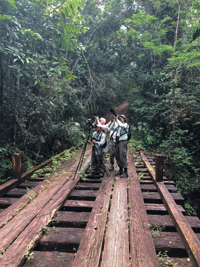 Birding-on-bridge