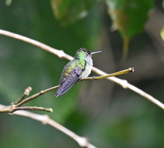Blue-chested-Hummingbird