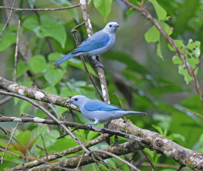 Blue-gray-Tanager