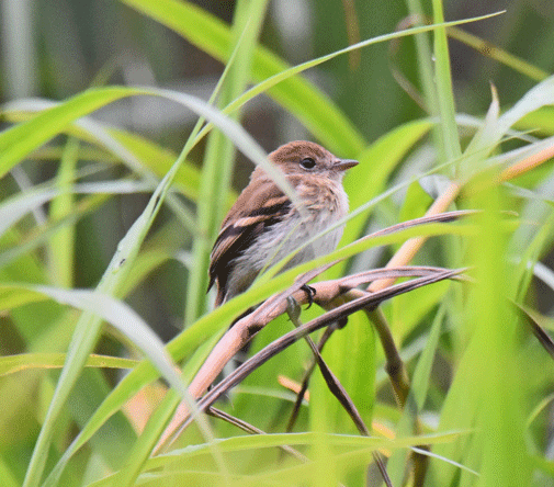 Bran-colored-Flycatcher