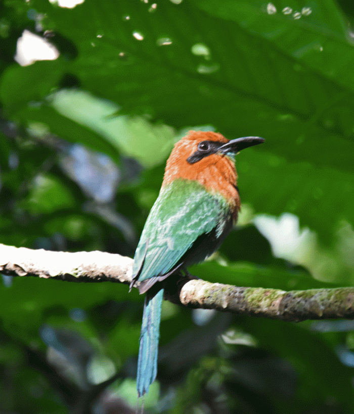 Broad-billed-Motmot