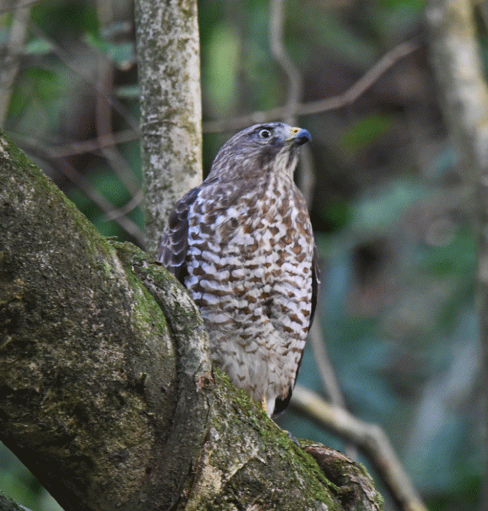 Broad-winged-Hawk