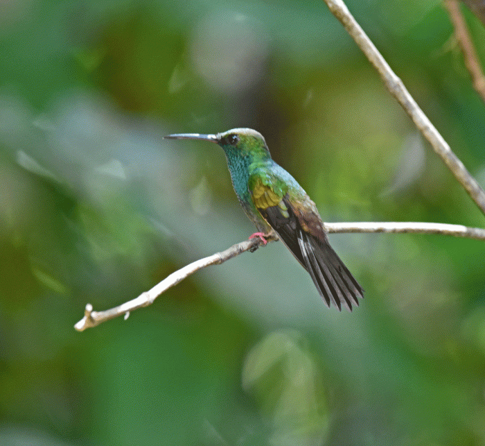 Bronze-tailed-Plumeleteer