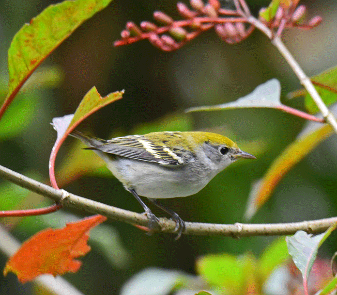 Chestnut-sided-Warbler