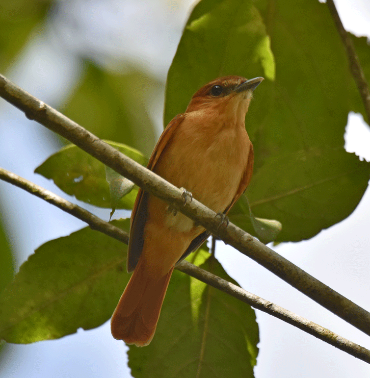 Cinnamon-Becard