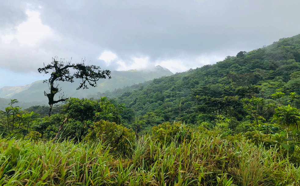 Cloud-Forest