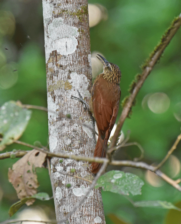 Cocoa-Woodcreeper