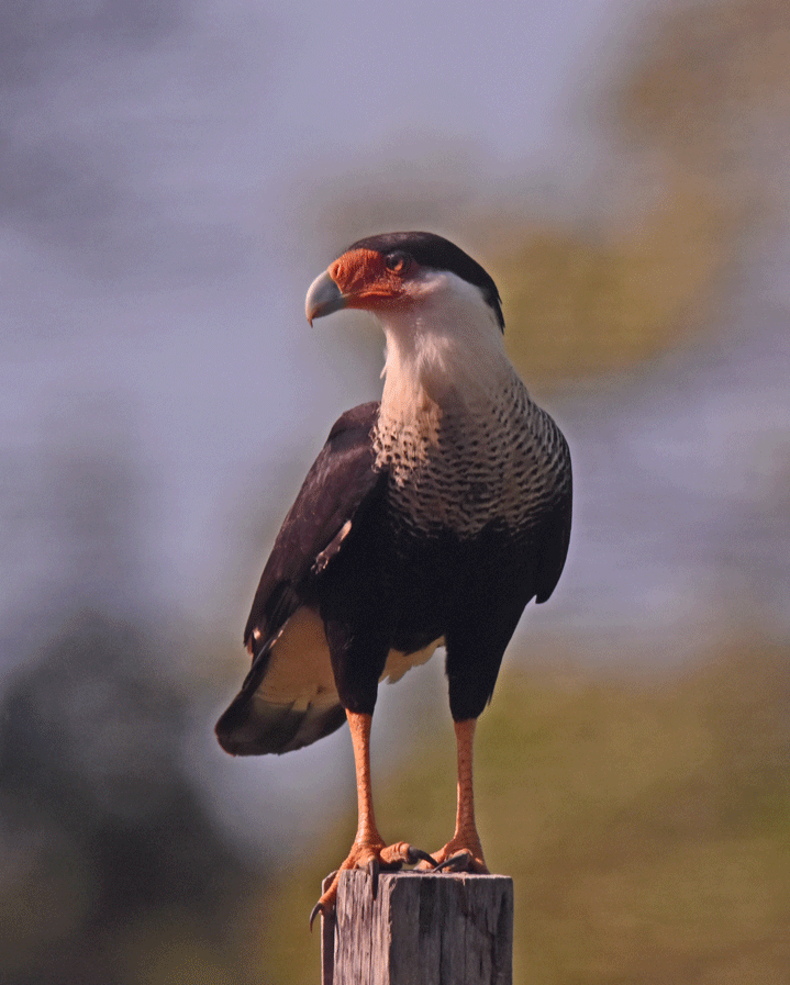 Crested-Caracara