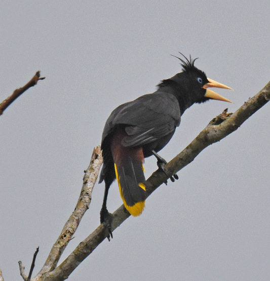 Crested-Oropendola
