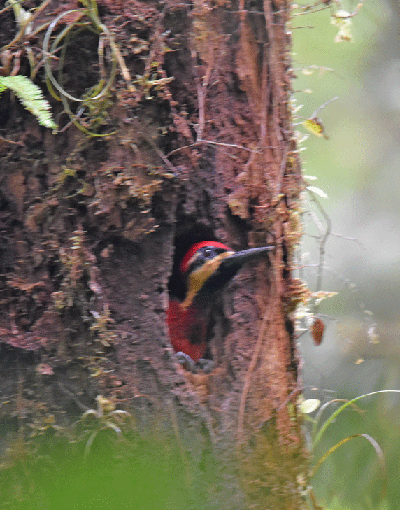 Crimson-bellied-Woodpecker
