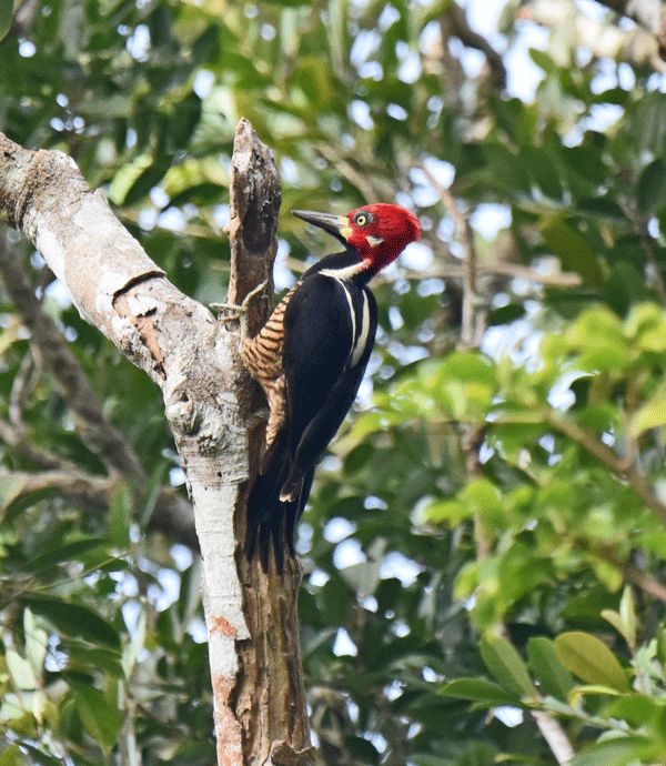 Crimson-crested-Woodpecker