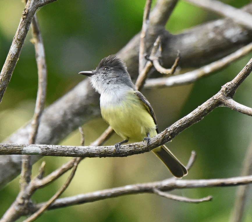 Dusky-capped-Flycatcher