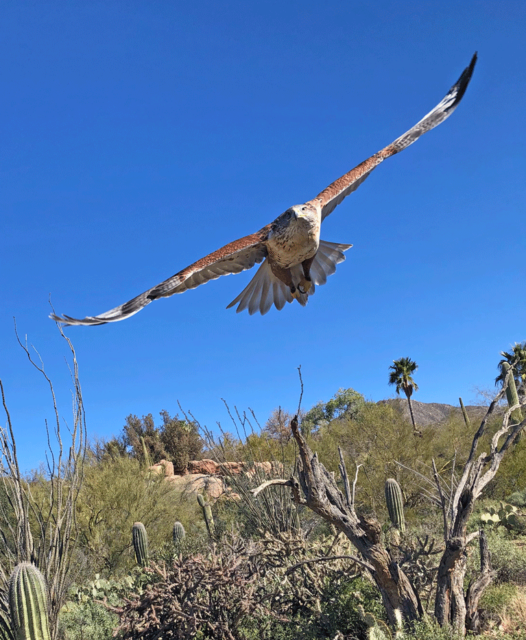 Ferruginous-Hawk