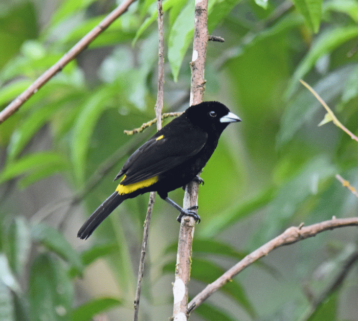 Flame-rumped-Tanager