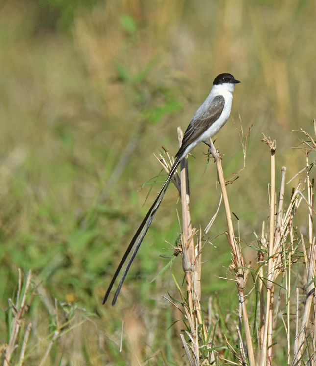 Fork-tailed-Flycatcher