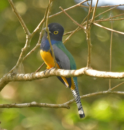 Gartered-Trogon