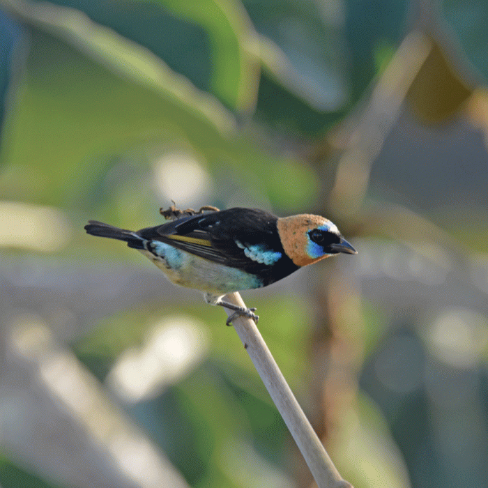 Golden-hooded-Tanager