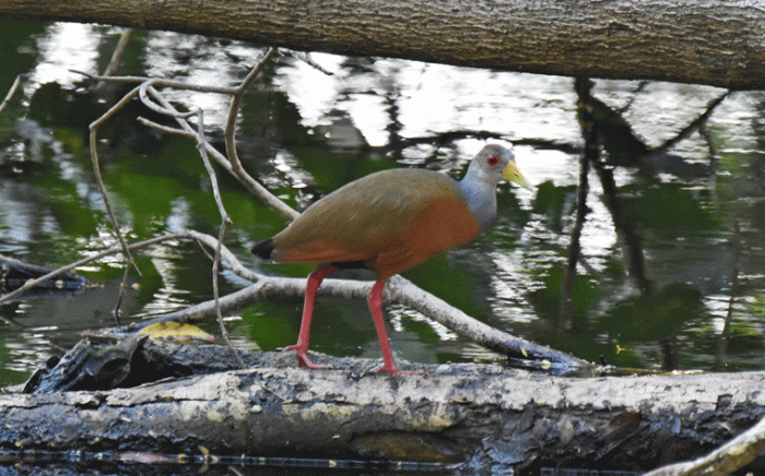 Gray-cowled-Wood-Rail