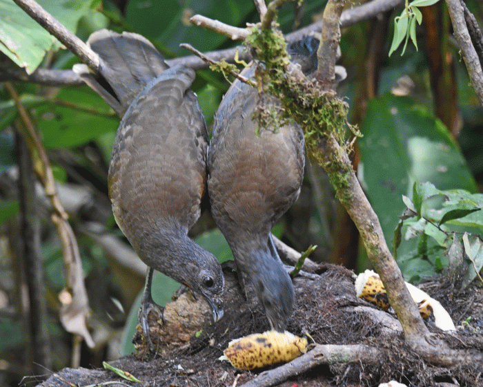 Gray-headed-Chachalaca