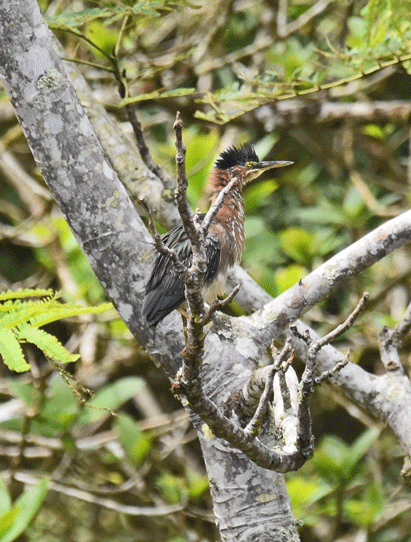 Green-Heron-Juvenile