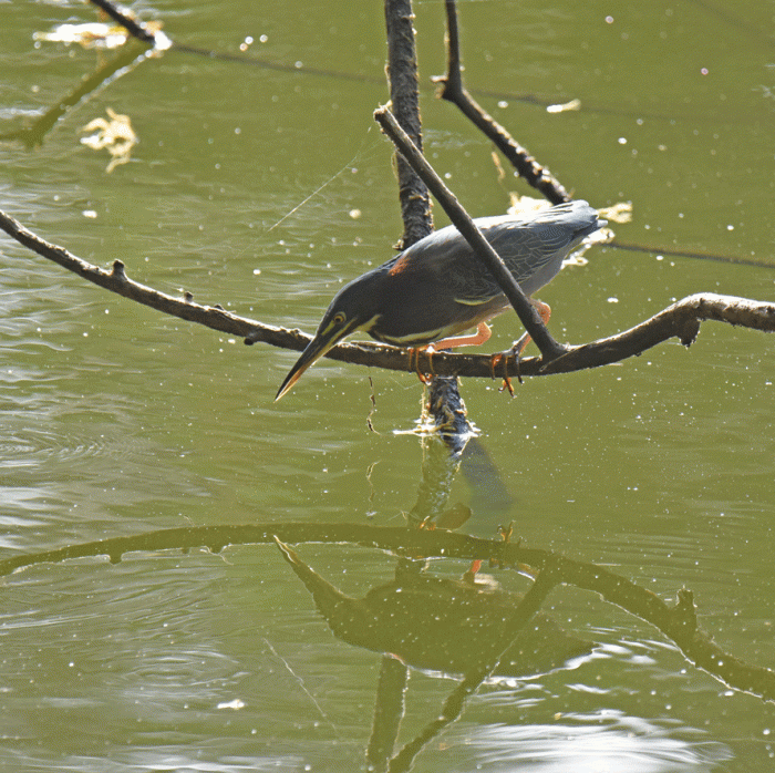 Green-Heron