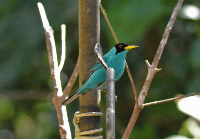 Green-Honeycreeper