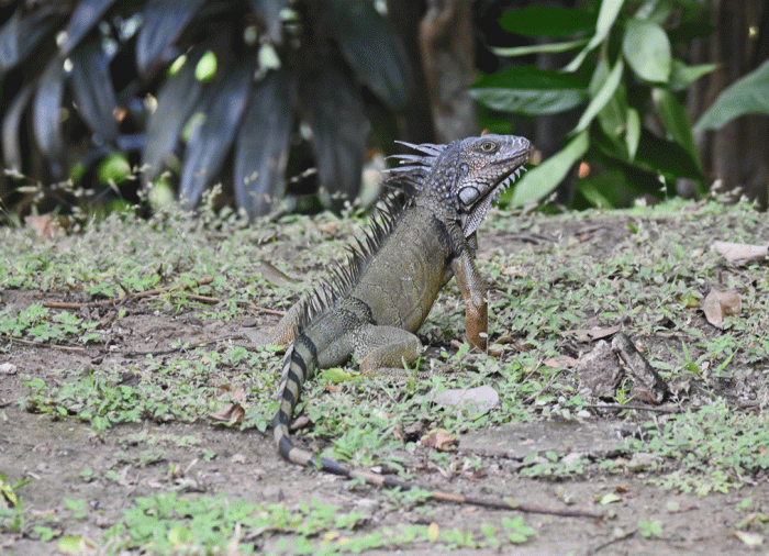 Green-Iguana