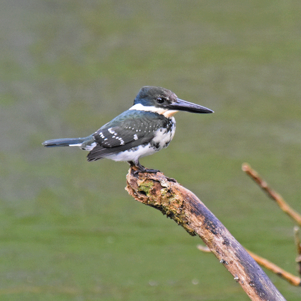 Green-Kingfisher