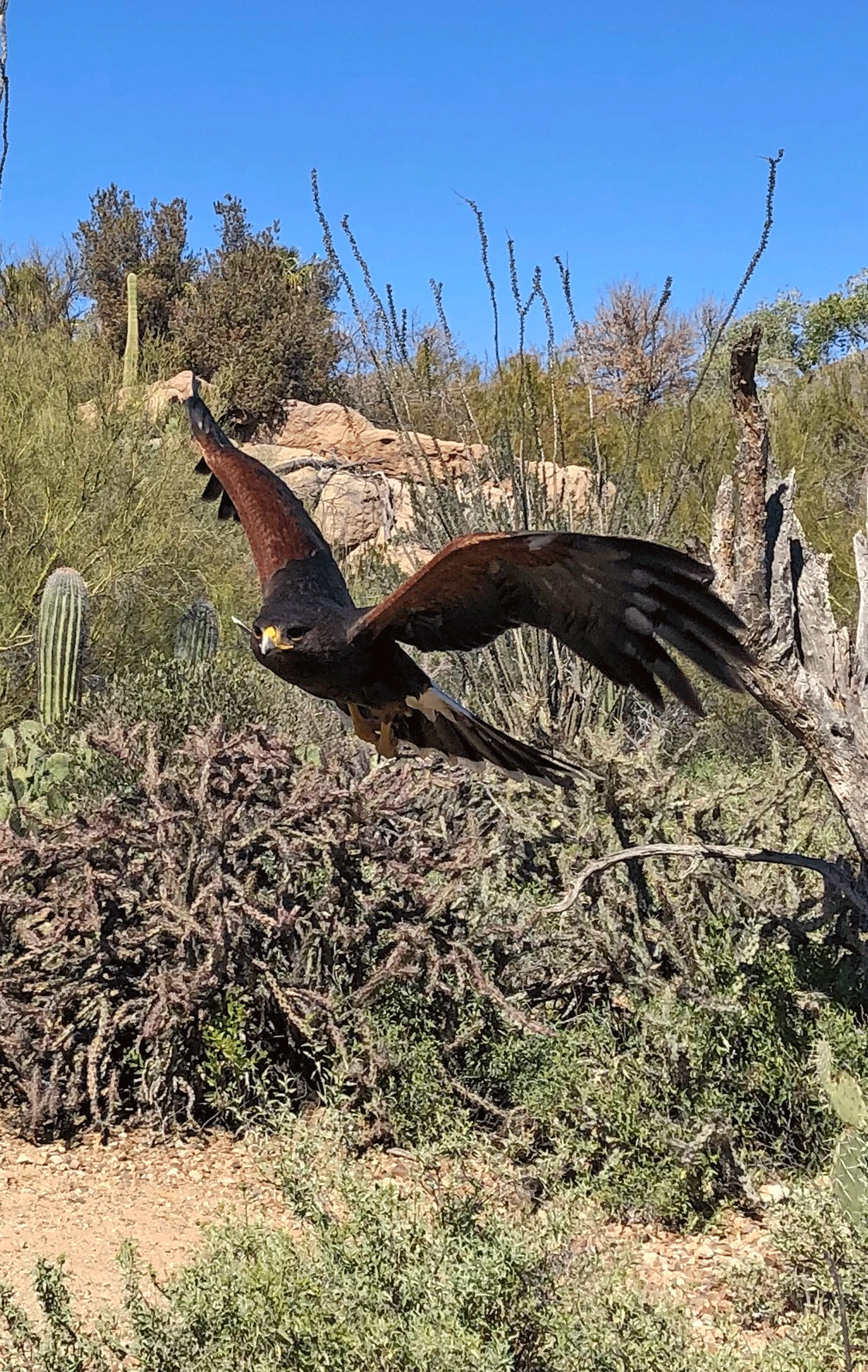 Harris's-Hawk1