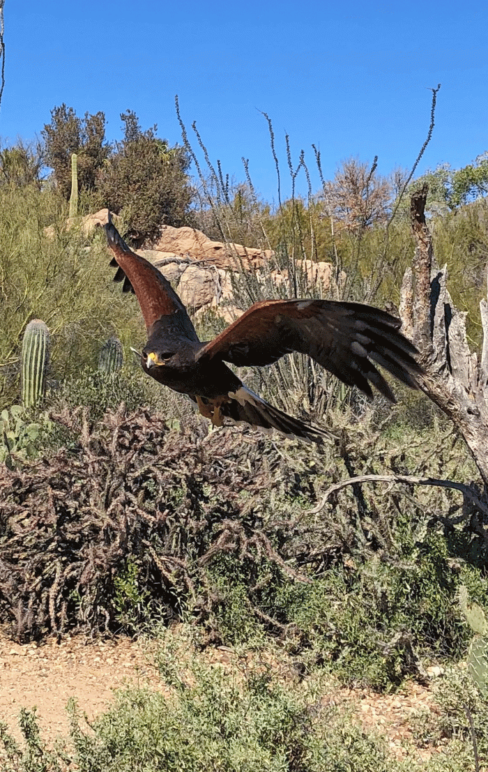 Harris's-Hawk1