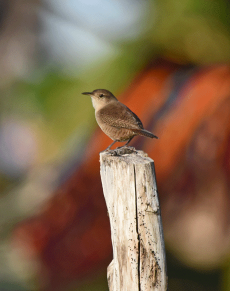 House-Wren