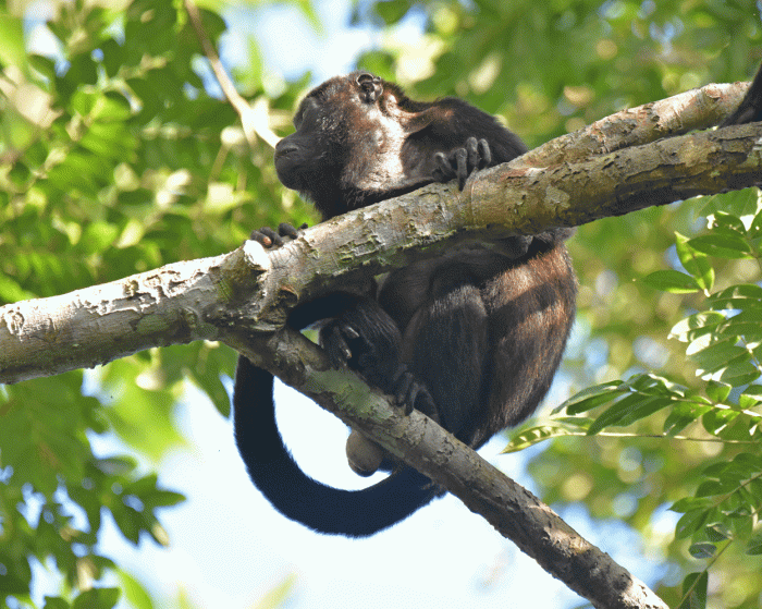 Howler-Monkey