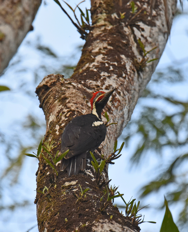 Lineated-Woodpecker